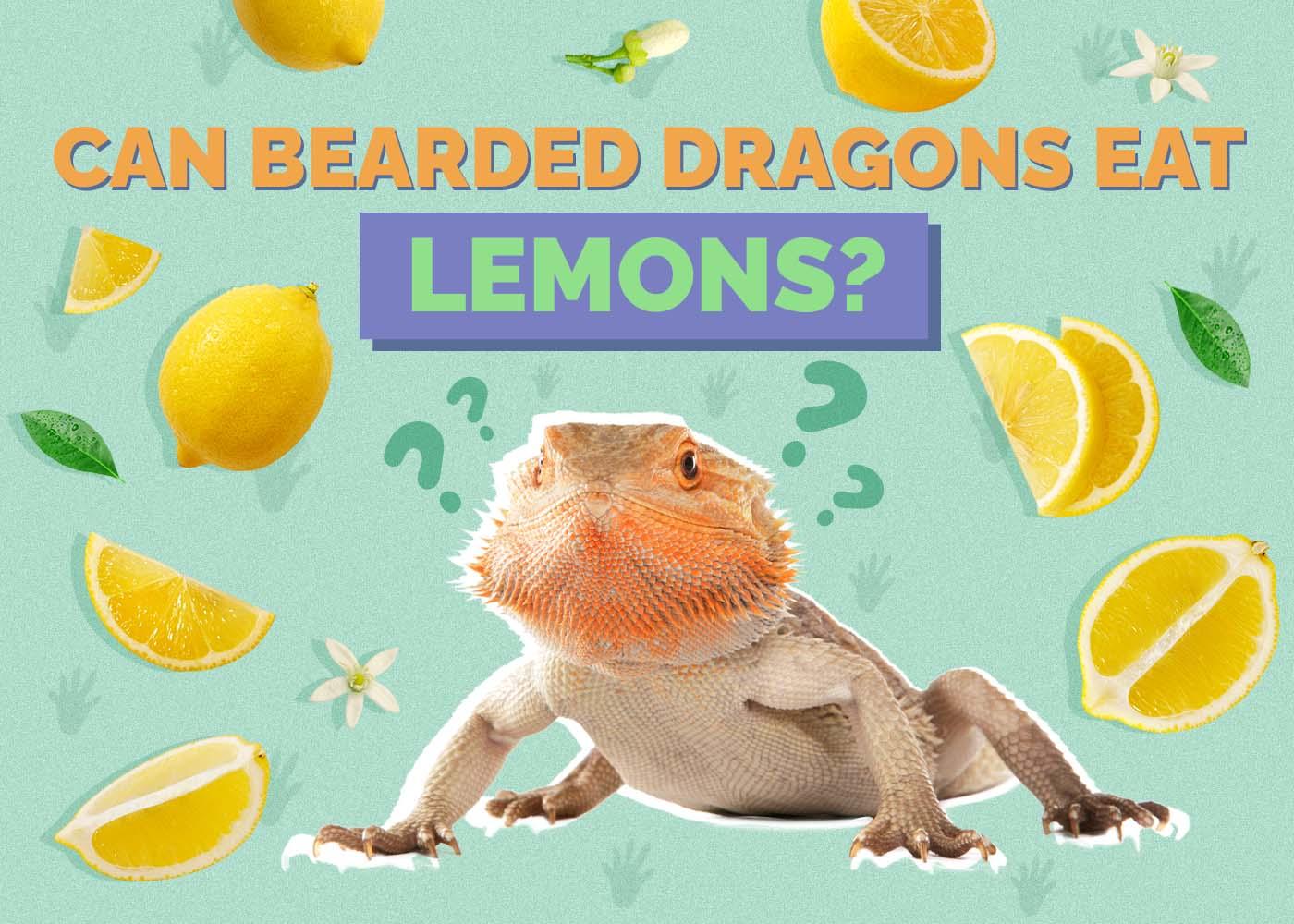 can bearded dragons eat lemons