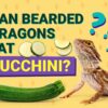 Can Bearded Dragons Eat Zucchini? Vet-Reviewed Nutritional Science & Info