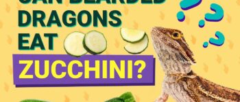 Can Bearded Dragons Eat Zucchini? Vet-Reviewed Nutritional Science & Info