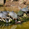 What Do Box Turtles Eat?