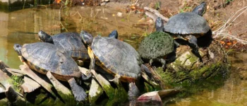 What Do Box Turtles Eat?