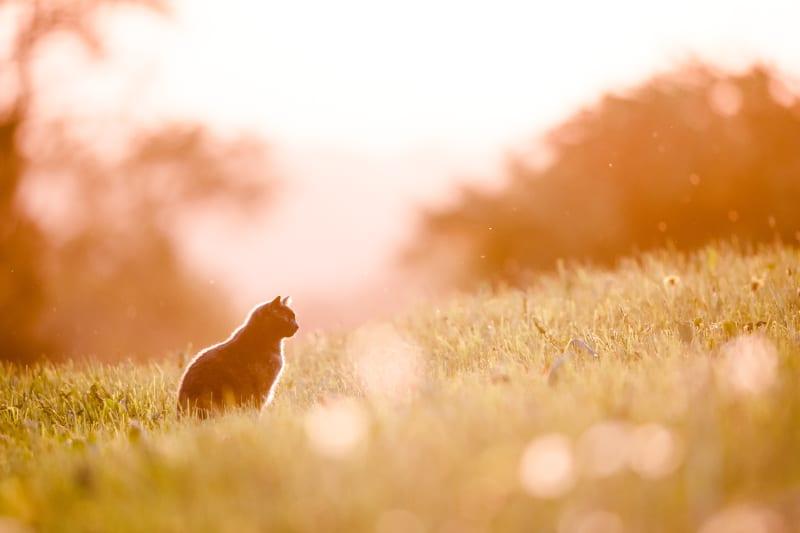 can cats get rabies from eating mice