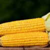 Can You Compost Corn Cobs?