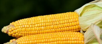 Can You Compost Corn Cobs?