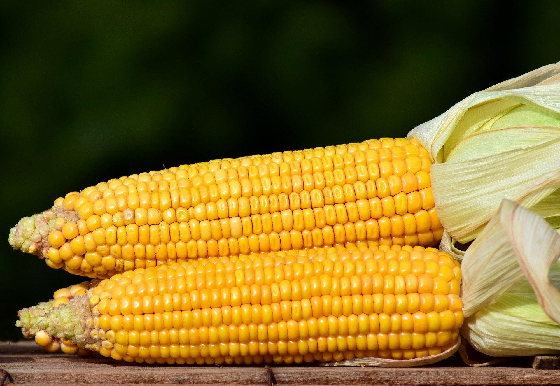 can corn cobs be composted