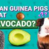 Can Guinea Pigs Eat Avocado? Vet-Verified Facts & FAQ