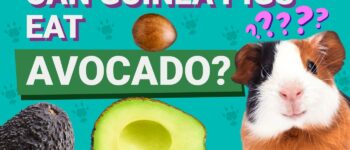 Can Guinea Pigs Eat Avocado? Vet-Verified Facts & FAQ