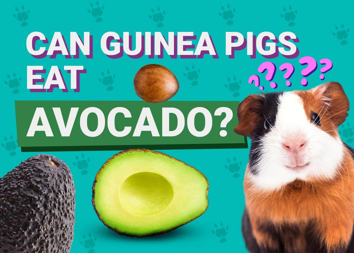 can guinea pigs eat avacado