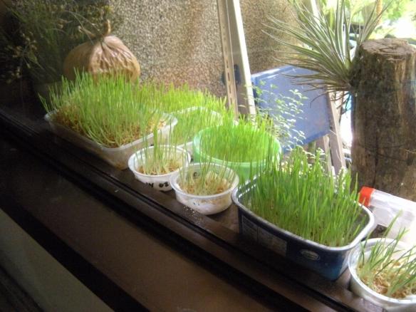 can guinea pigs eat wheat grass