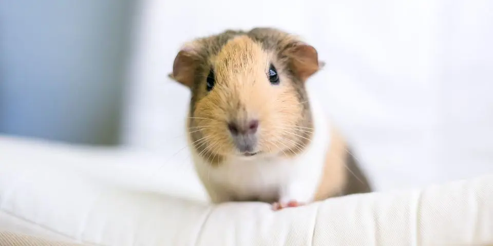 can guinea pigs have garlic