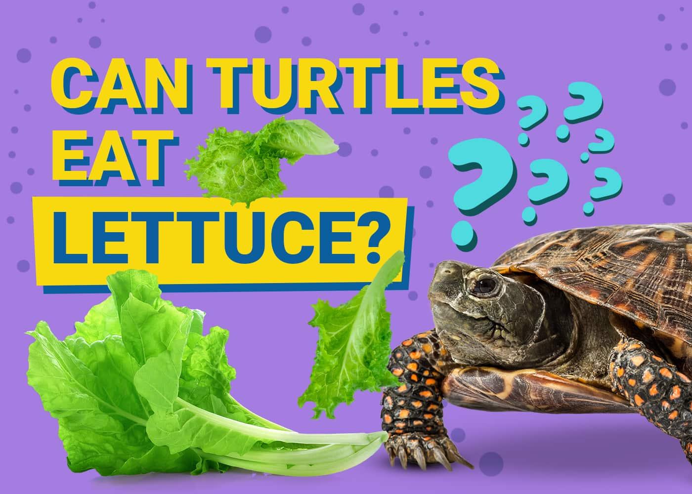 can i feed my turtle lettuce