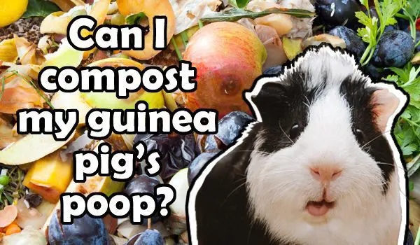 can i use guinea pig poop as fertilizer