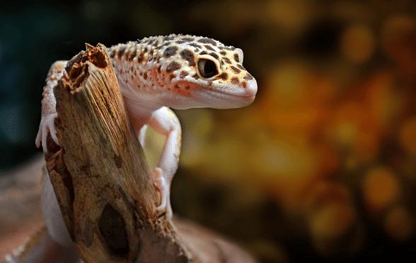 can leopard geckos eat silkworms