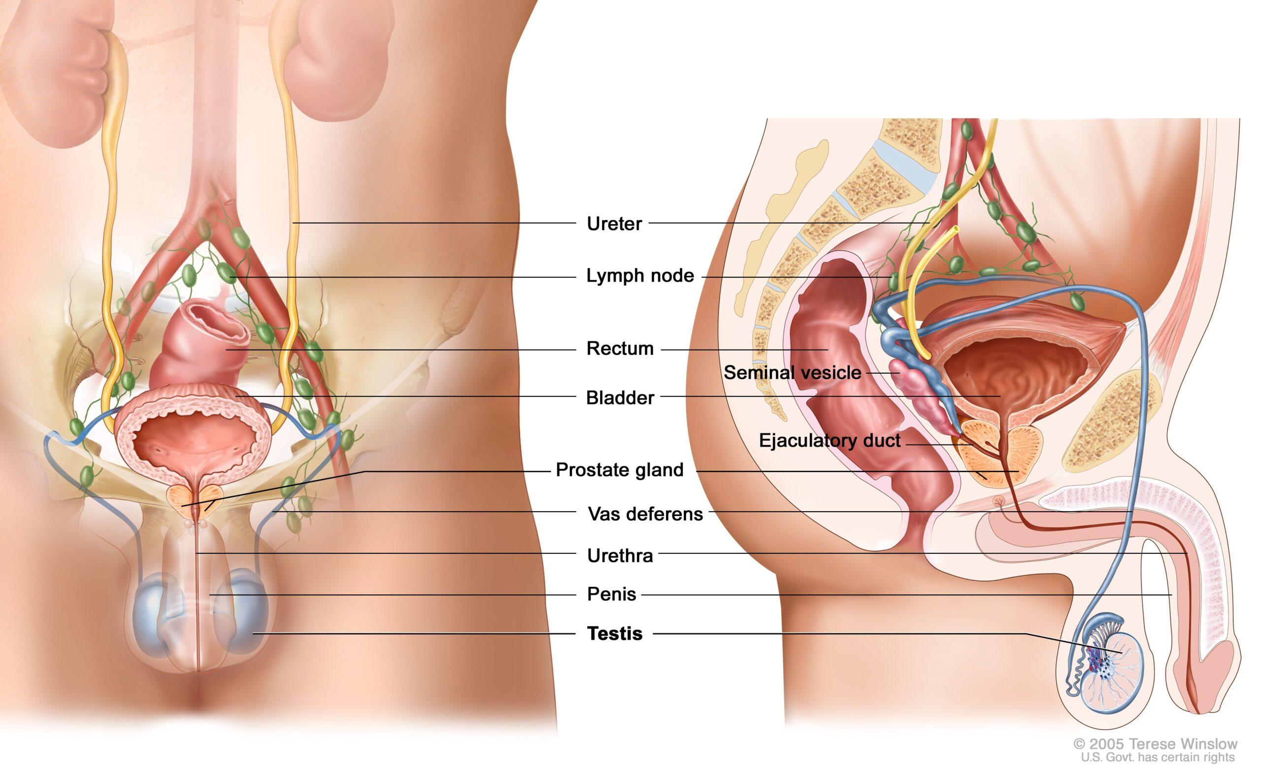 can masturbation cause testicular cancer