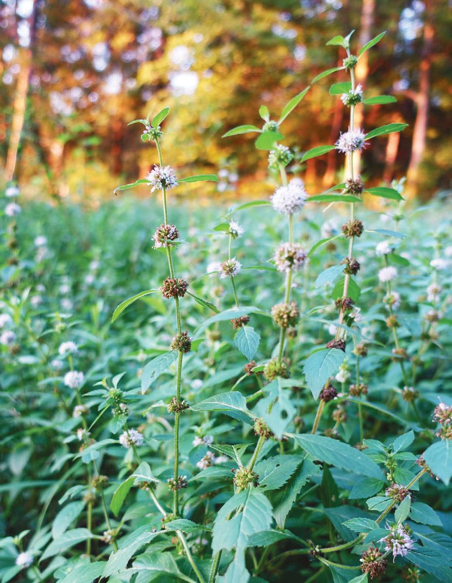 can mint flowers be eaten