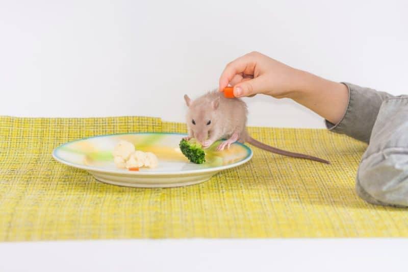 can rats have raw broccoli