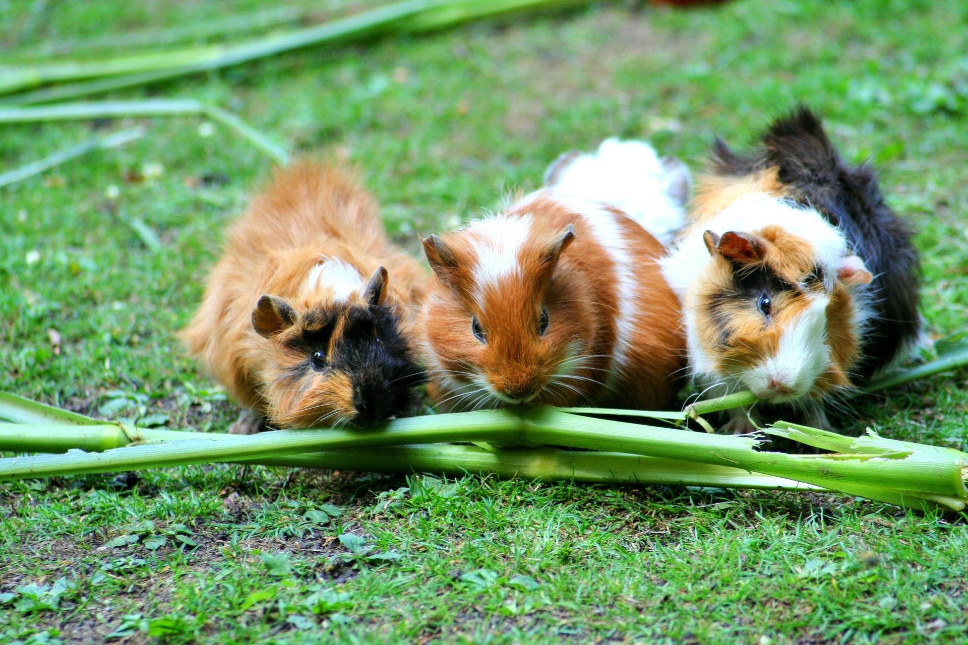 can you compost guinea pig poop