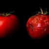 Is That Tomato Rotten Or Is It Safe to Eat?