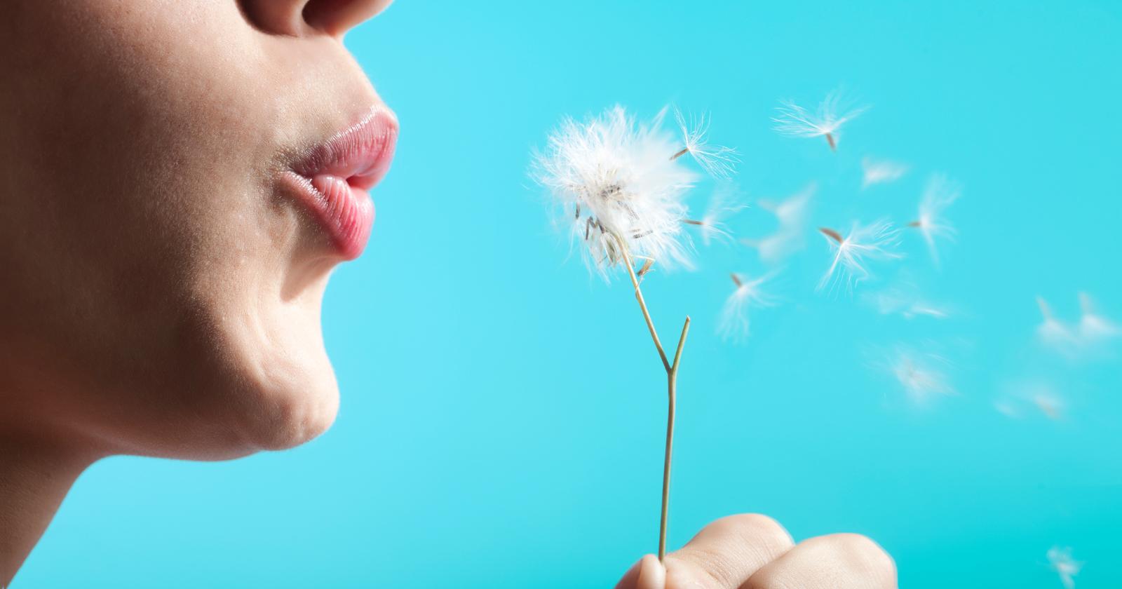 can you smoke dandelion leaves