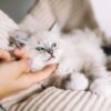 Feline Acne vs Flea Dirt: What’s the Difference?