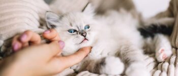 Feline Acne vs Flea Dirt: What’s the Difference?