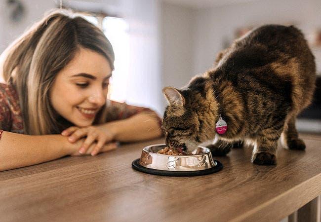 Expert guide to choosing the right cat food