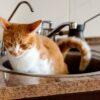 Cats Peeing in Sink or Bath Tub? 7 Ways to Stop it!