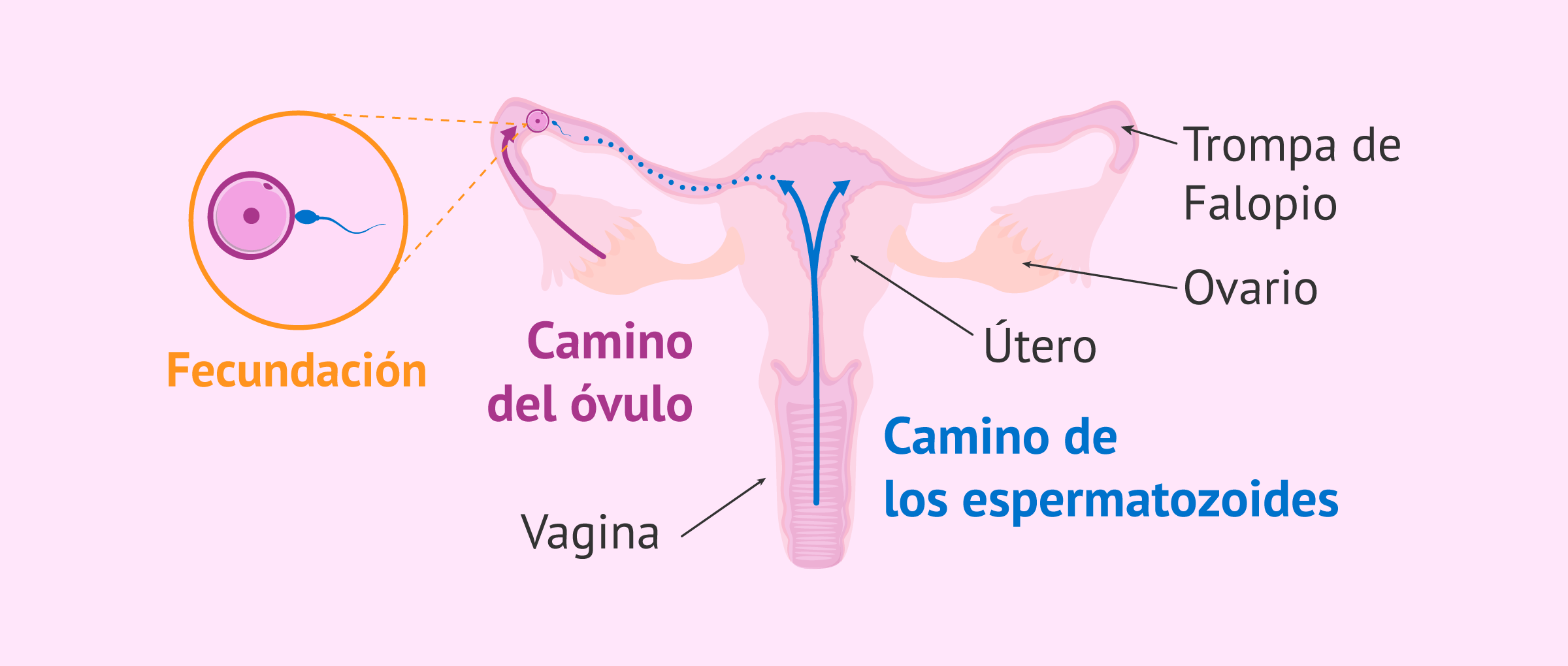 como limpiar los ovarios para quedar embarazada