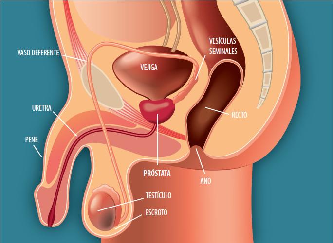 La próstata está situada junto a la vejiga y el recto (parte final del intestino grueso, antes del ano). Está justamente debajo de la vejiga y rodea la parte superior de la uretra (el tubo por donde sale la orina de la vejiga).