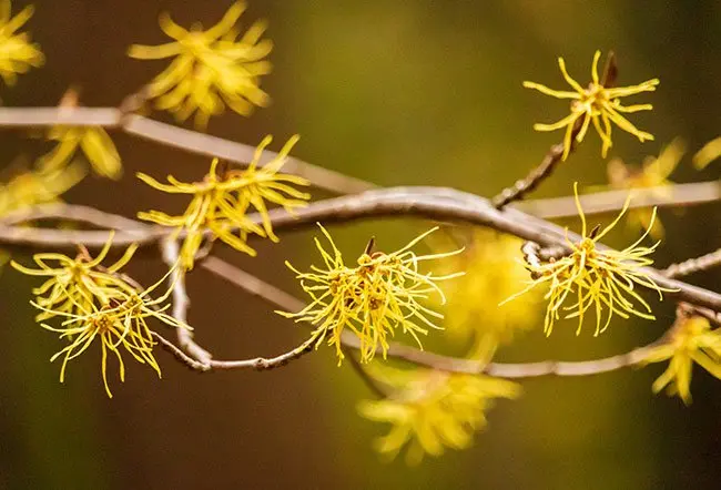 difference between alcohol and witch hazel