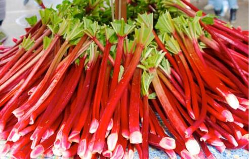 do deer eat rhubarb plants