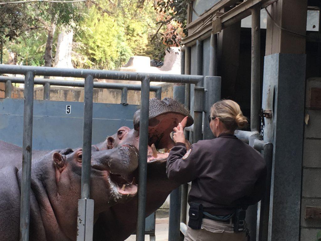 do hippos make good pets