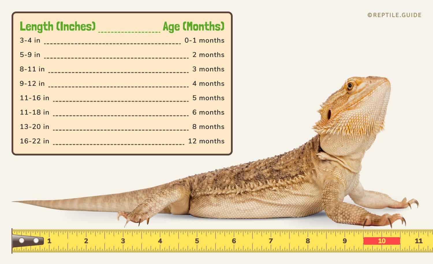 bearded dragon growth chart