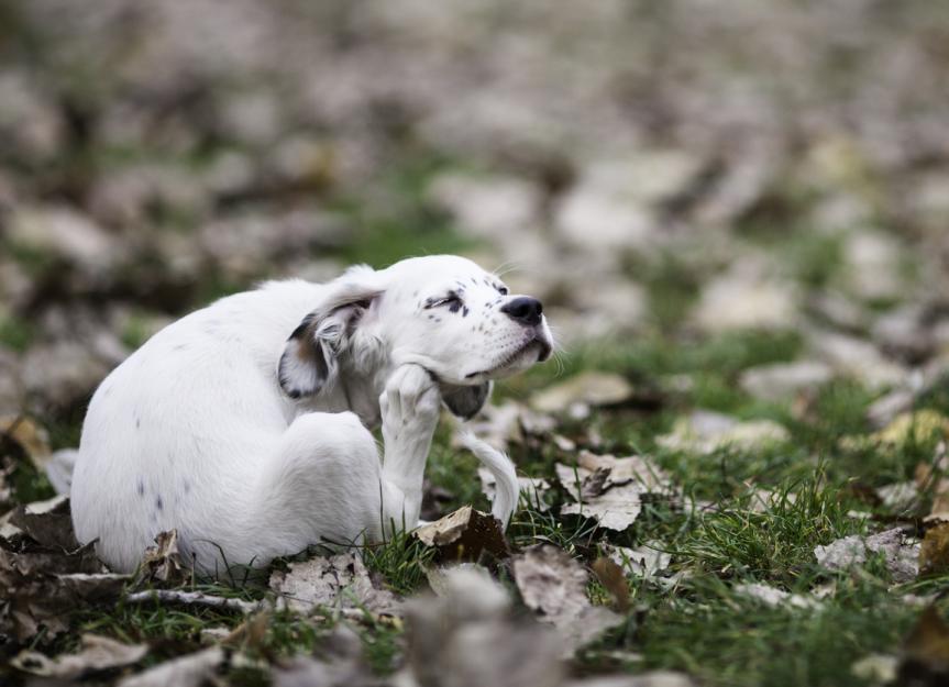 does epsom salt kill demodex mites