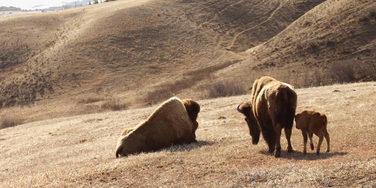 does ground bison smell bad