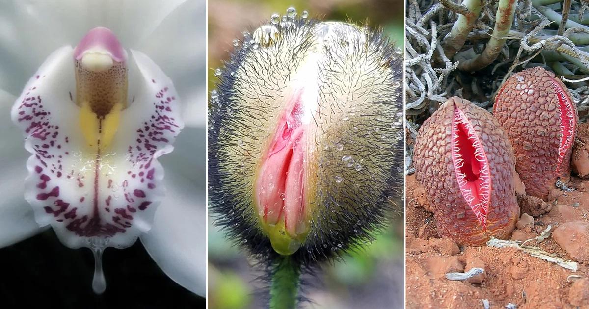 flowers that look like vulva