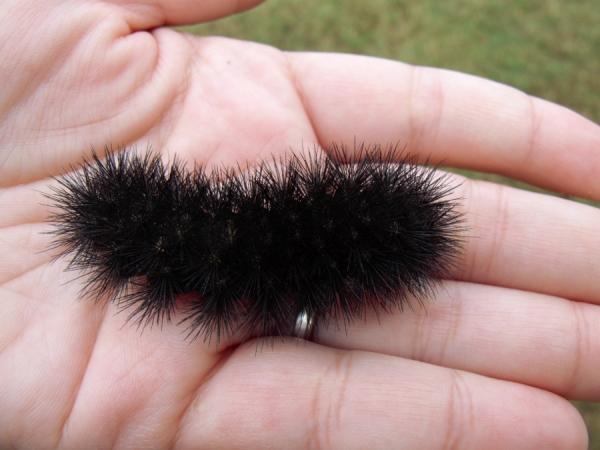 giant leopard moth caterpillar sting