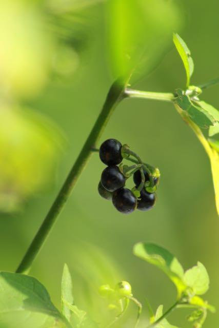 green fruit with white seeds