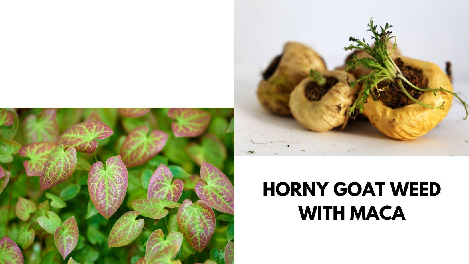 horny goat weed and maca root powder