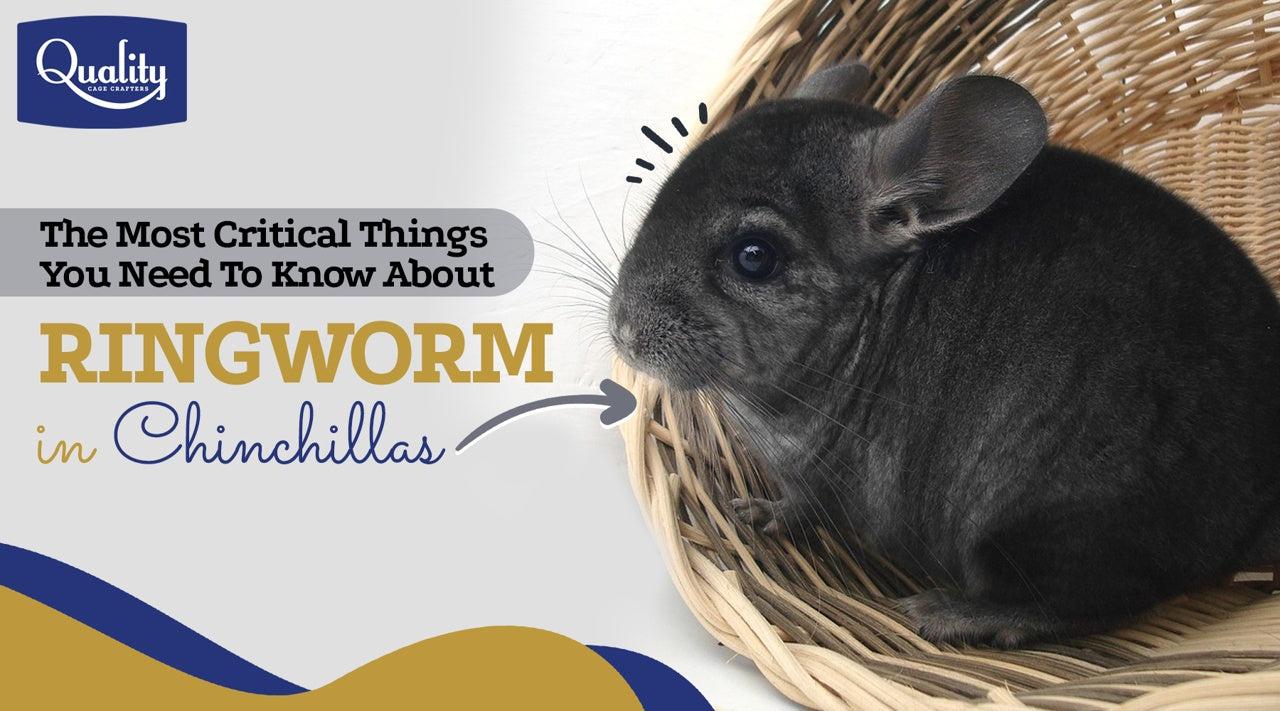 how do chinchillas get ringworm