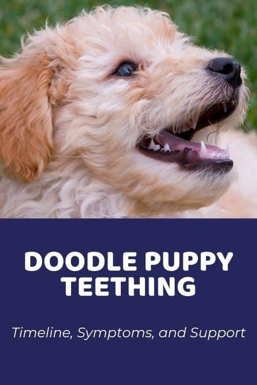 how long do goldendoodles teeth