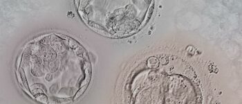 Embryo thawing: everything you need to know about devitrification