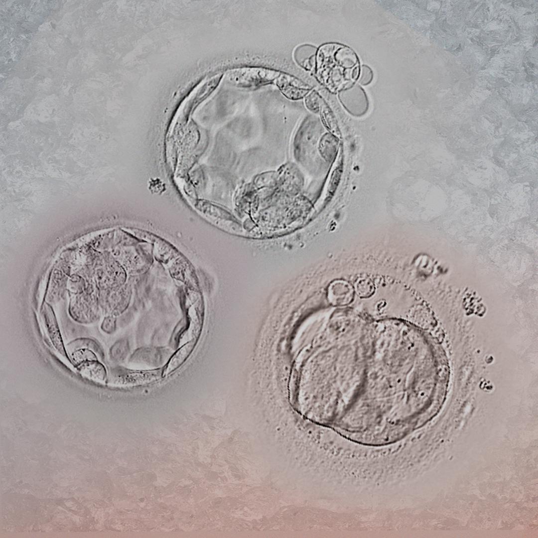 how long does embryo thawing take