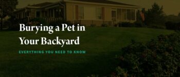 Burying a Pet in Your Backyard: Everything You Need to Know