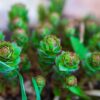 How Long Does Rhodiola Rosea Stay in Your System?