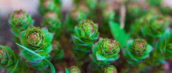 How Long Does Rhodiola Rosea Stay in Your System?