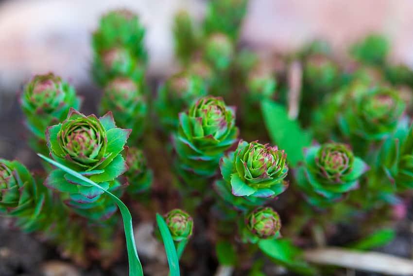 how long does rhodiola stay in your system