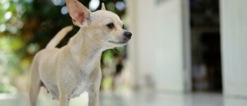 How to Clean a Chihuahua’s Ears