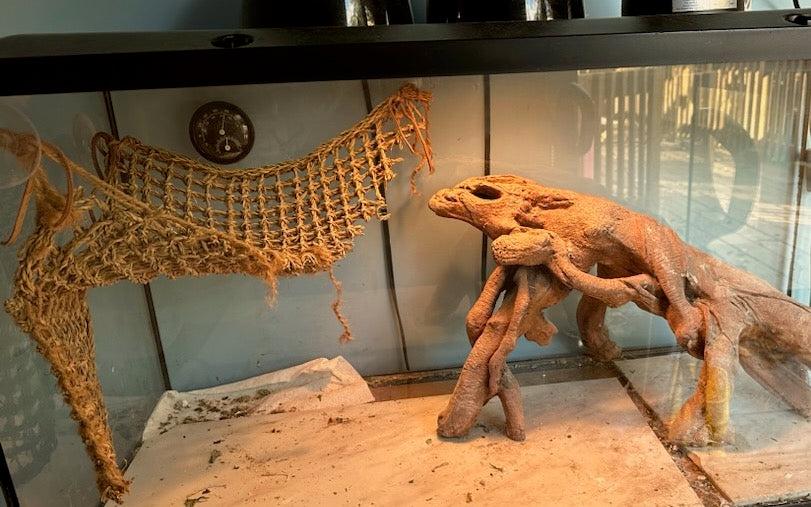 how to clean up bearded dragon poop