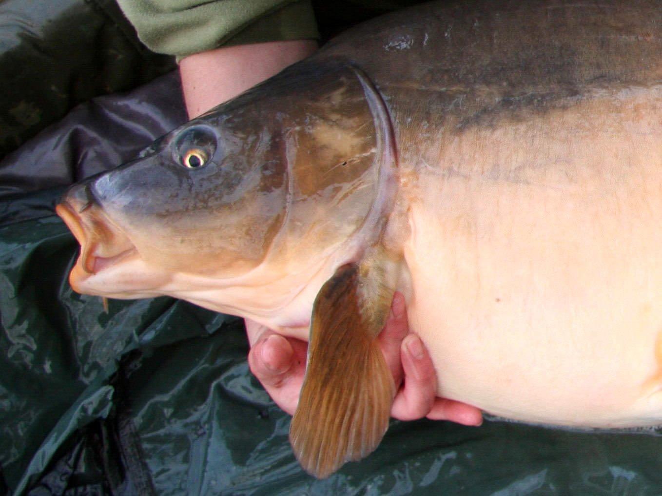 how-to-hold-a-carp-for-a-picture-carp-fishing